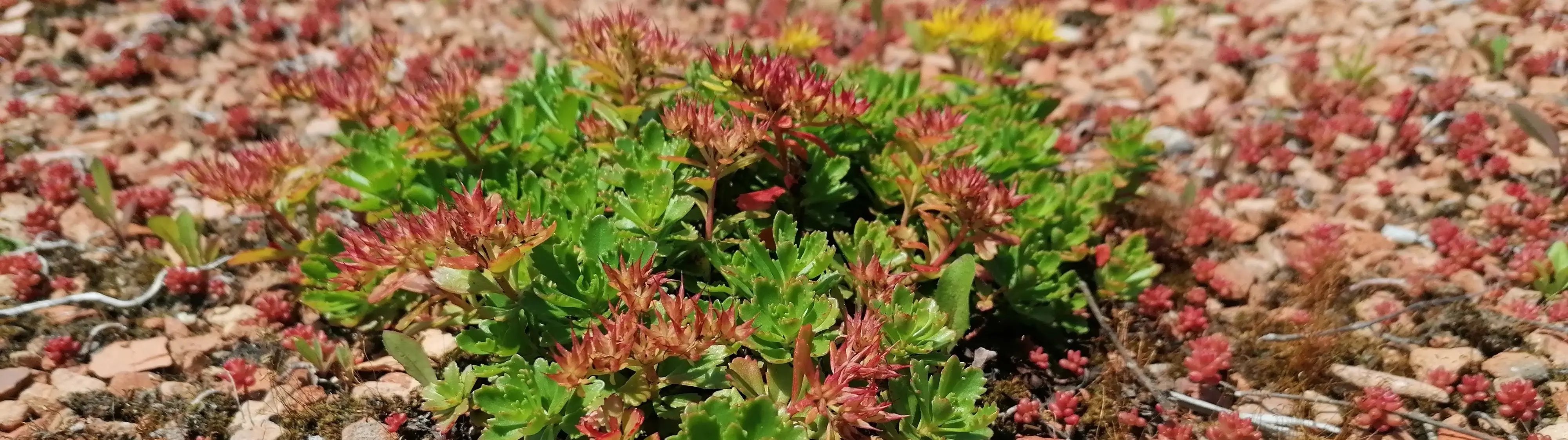 Sedum_Arten