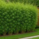 Sichtschutz mit FargesiaBambus-1