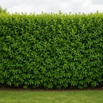 Sichtschutz mit Ligusterpflanze-1