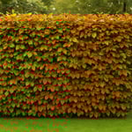 Sichtschutz mit Rotbuche-1