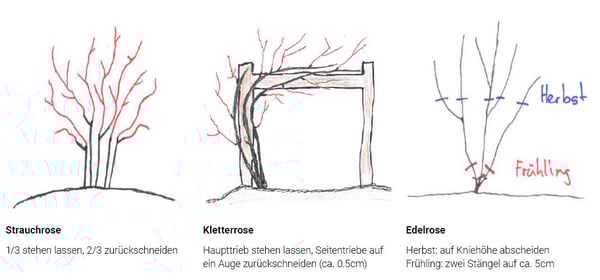 Rosen-1