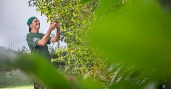 Winterschnitt und Herbst-Gartenarbeiten