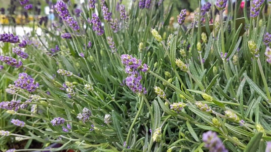 Lavendel