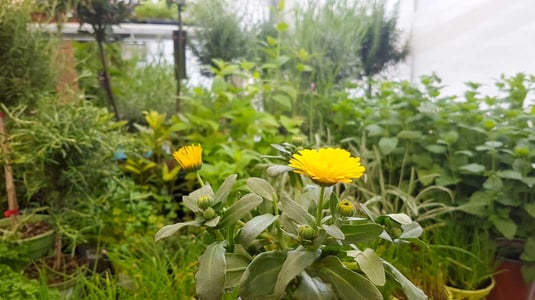 Ringelblume