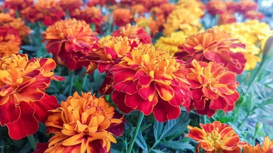 Tagetes