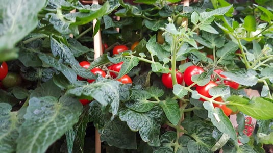 Tomaten
