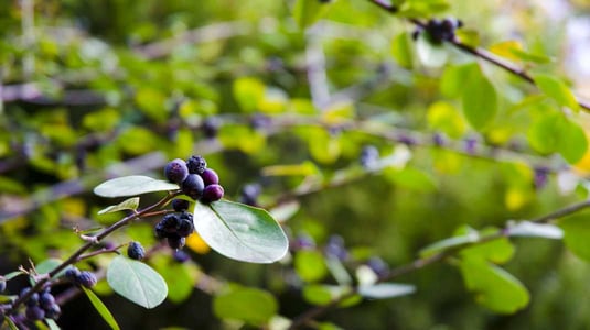 Natürlicher Insektenschutz im Garten