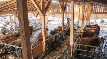 Stallerweiterung für mehr Tierwohl und optimierte Haltung und Pflege