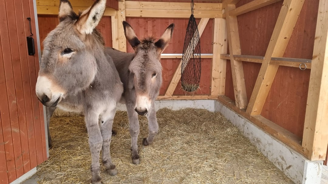 Eseli im Stall