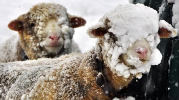 Schafe helfen mit ihrer Wolle Häuser ökologisch zu dämmen