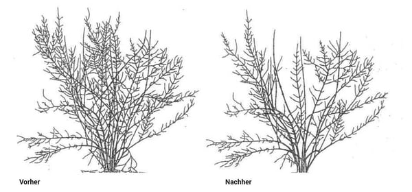 vorher_nachher