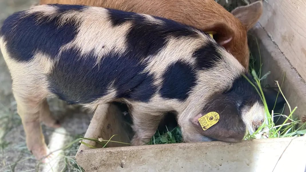 Schweine_Diakonenhaus_Greifensee_Umbau Stall