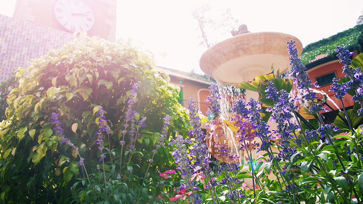 Gartenreich mit Kräutern und Pflanzen für den natürlichen Insektenschutz